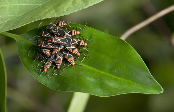 Grupp av tropiska färgglada insekter — Stockfoto