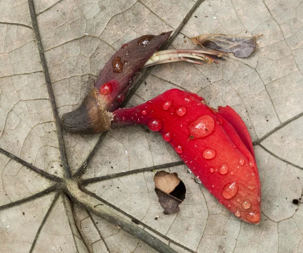 Tropische rode bloem met regendruppels gedaald — Stockfoto