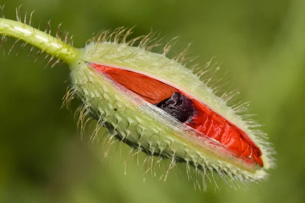 赤いケシの芽 — ストック写真