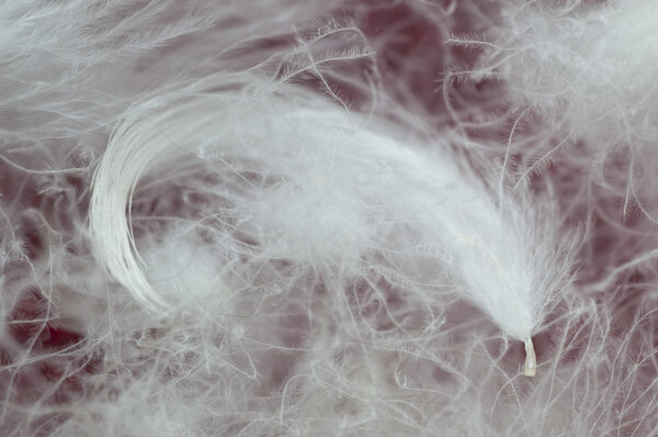 Goose down on red sponge cloth