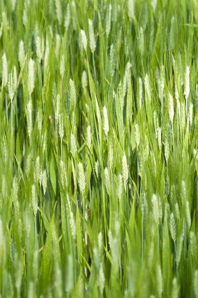 Trigo verde — Foto de Stock