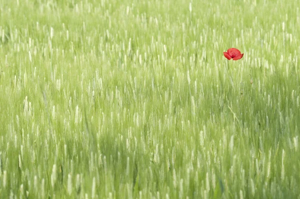 Fleur de pavot dans un champ de blé vert — Photo