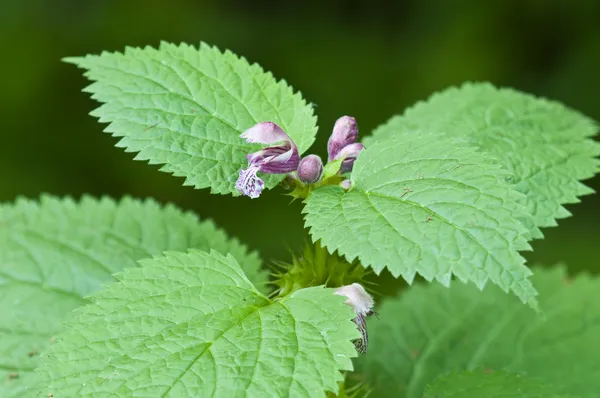Stinging nettle flowers and leaves — Stock Photo, Image