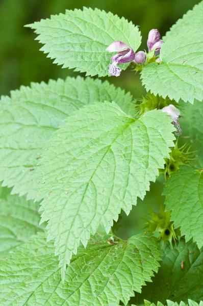 stock image Stinging nettle flowers and leaves