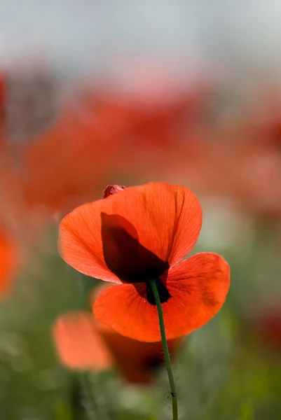 Flor de amapola en luz de fondo en verano — Foto de Stock