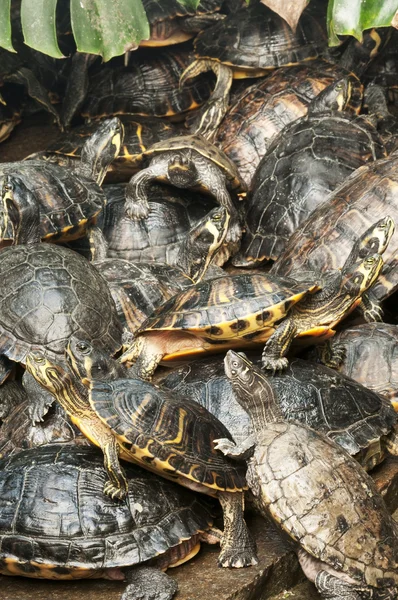 Basking group of red-ear, Florida turtles — стоковое фото