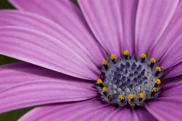 Close-up van een paarse daisy met gele bloemen binnen — Stockfoto