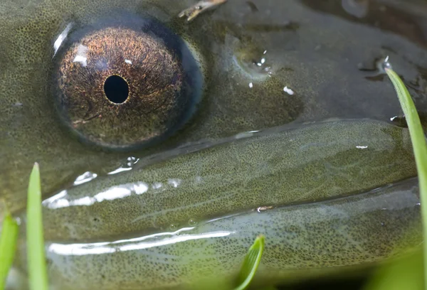 Closeup of a head of a European eel — Stock Photo, Image