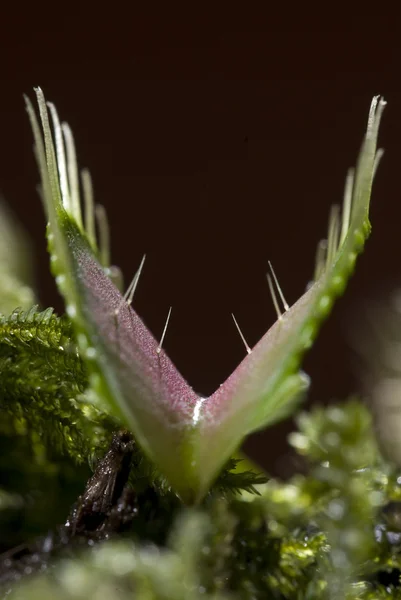 Vleesetende plant venus flytrap met kleppen open en zweem-teergevoelig haren — Stockfoto
