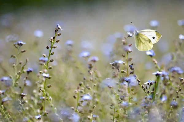 Uma grande borboleta branca em um campo de flores esquecer-me-não — Fotografia de Stock