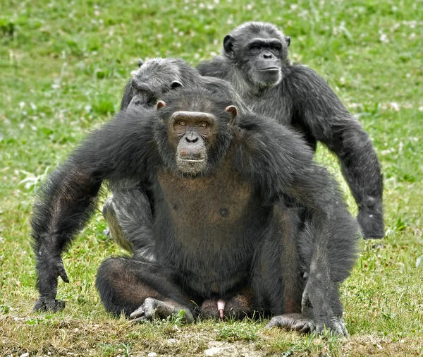 A family of chimpanzees with dominant male in defence posture — Stock Photo, Image