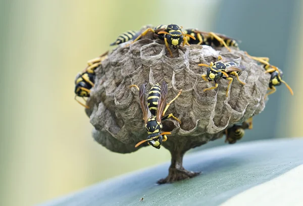 Ein Nest europäischer Wespen (Polystes)) — Stockfoto