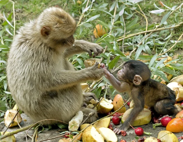 Um macaco mãe dando comida para o bebê — Fotografia de Stock