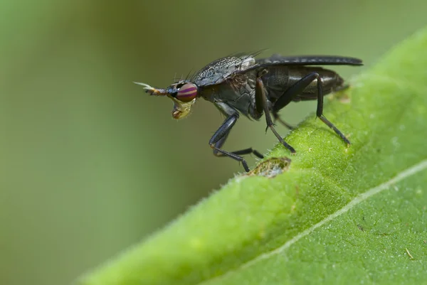 Улитка-убийца мухи на листе (Диптерон, Sciomyzid, Coremacera ) — стоковое фото