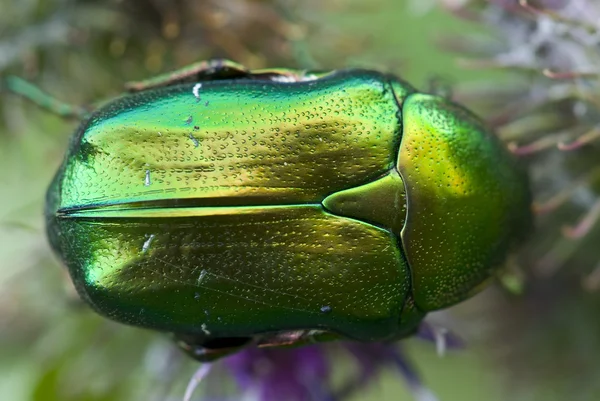 花、ローズ ビートル、ビートル ・ ゴールドスミス (cetonia aurat ローズ コガネムシ上の昆虫 — ストック写真