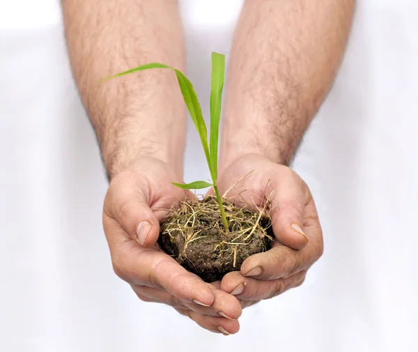 Händer erbjuder ett torv i jorden med en ung planta — Stockfoto