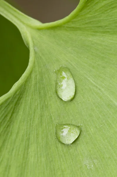 Tautropfen auf einem grünen Gingko-Blatt — Stockfoto
