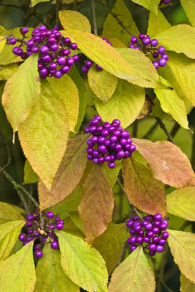 Liście i owoce callicarpa bodinieri, piękno jagoda — Zdjęcie stockowe