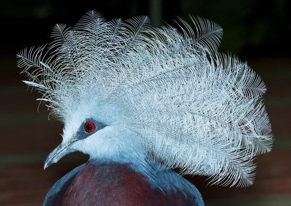 Boční portrét victoria crown holubice pták — Stock fotografie