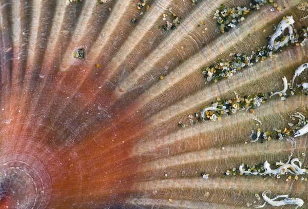 Closeup ενός κελύφους πολύκλωνα θάλασσα, pecten — Φωτογραφία Αρχείου