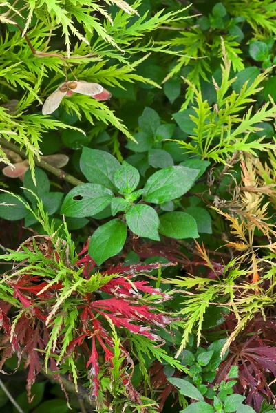 Növény összetétele, a juhar és a cheekweed levelek — Stock Fotó