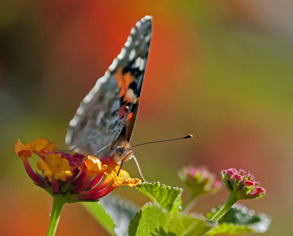 Closeup de borboleta europeia em flores de Lantana — Fotografia de Stock