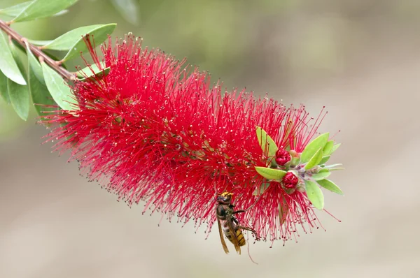 A hornet wasp on a feathery red tropical flower — Stock Photo, Image