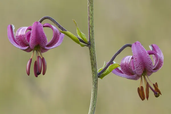 Flores de lírio Martagon (Lilium martagon ) — Fotografia de Stock