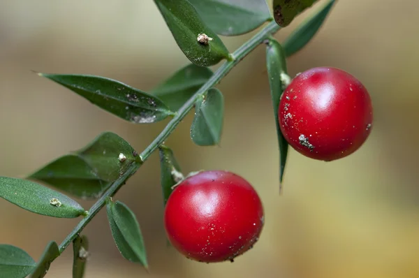 Ruszczyk kolczasty gałązka z zielonych liści i czerwone jagody — Zdjęcie stockowe