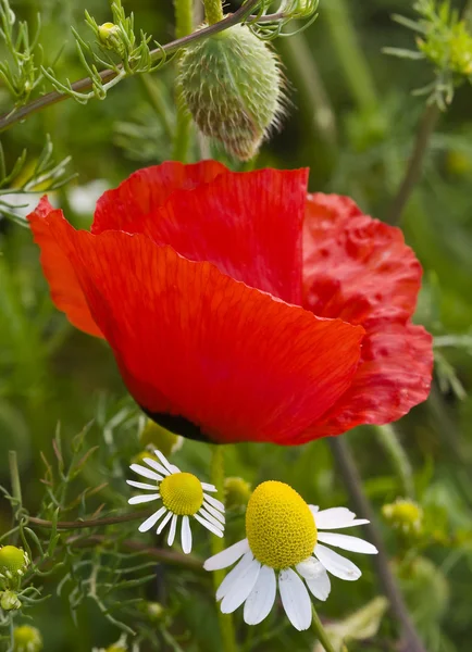 Flor de amapola roja y flor de manzanilla amarilla y blanca — Foto de Stock