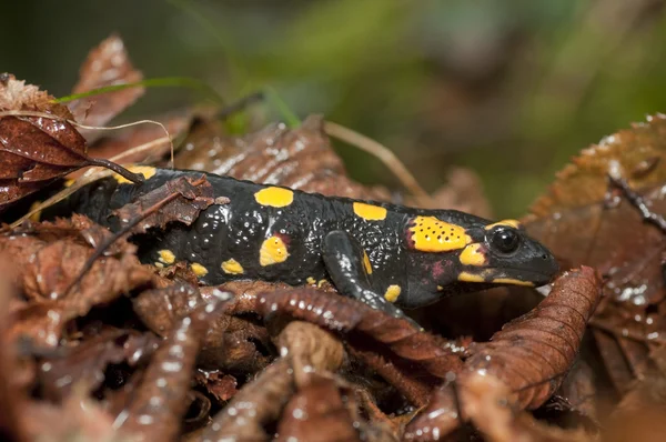 Feuersalamander zwischen feuchten, abgestorbenen Blättern (salamandra salamandra)) — Stockfoto