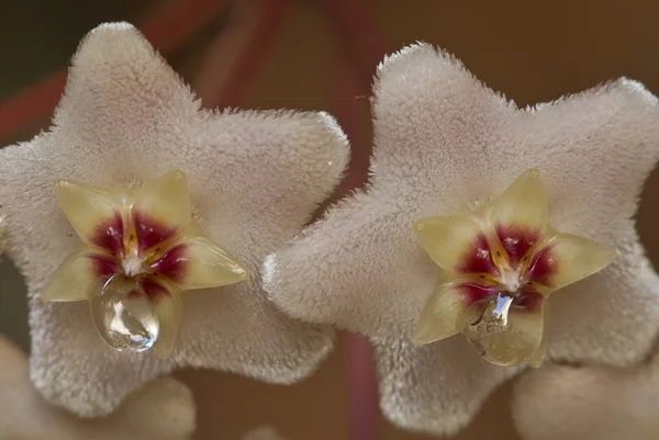 Blommor med droppar nektar av porslinsblomma — Stockfoto