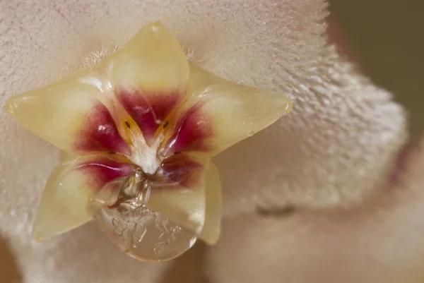 Kwiaty z kropli nektaru roślin wosk (Hoya carnosa) — Zdjęcie stockowe