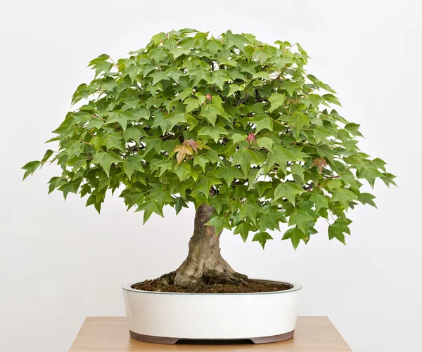 stock image Old, artistic, Maple tree bonsai in Spring