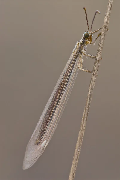 Insect on twig, Antlion (Macronemurus appendiculatus) — Stock Photo, Image