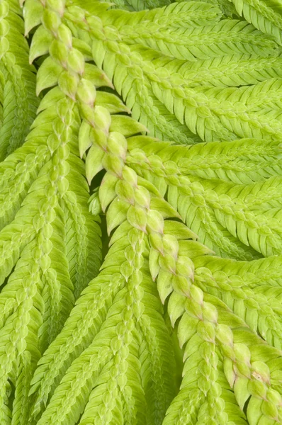 Tropikal fern yaprak closeup ile küçük ölçekli — Stok fotoğraf