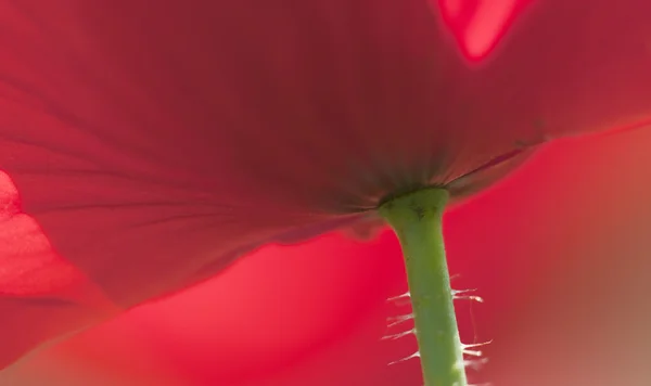 Flores de amapola roja en primavera — Foto de Stock