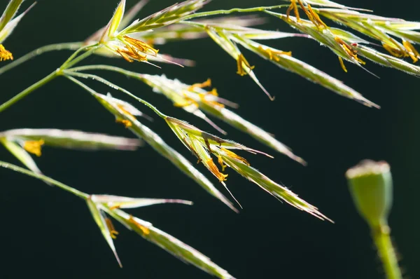 自然な牧草地の植物の緑のスパイク — ストック写真