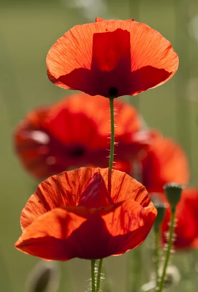 Red poppy flowers in spring — Stock Photo, Image