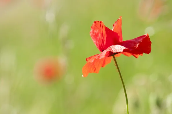 Red poppy flowers in spring — Stock Photo, Image