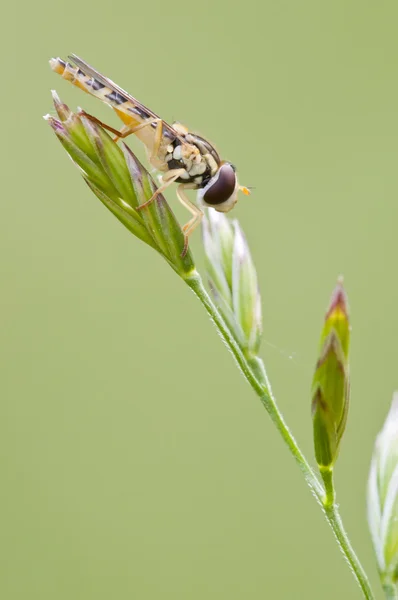 Syrphid insect resting on a spike — Stock Photo, Image