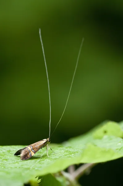 Male of the longhorn moth Nemophora degeerella — Stock Photo, Image