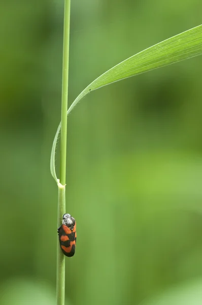 Cicala maculata nera e rossa sull'erba — Foto Stock