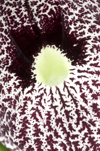 Primer plano de una flor de Aristolochia, gusanos de nacimiento, pipevines, pi de holandés —  Fotos de Stock