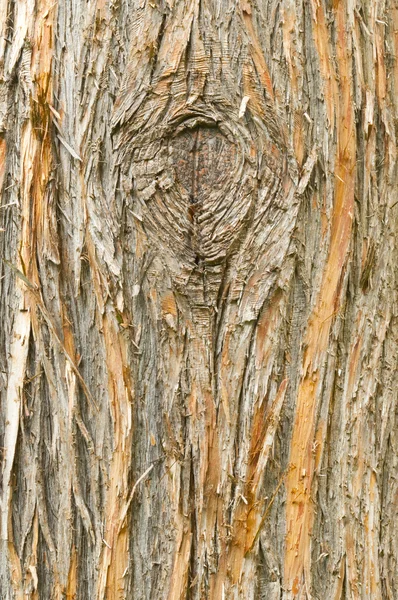 Detail of the European yew, taxus baccata, tree bark — Stock Photo, Image