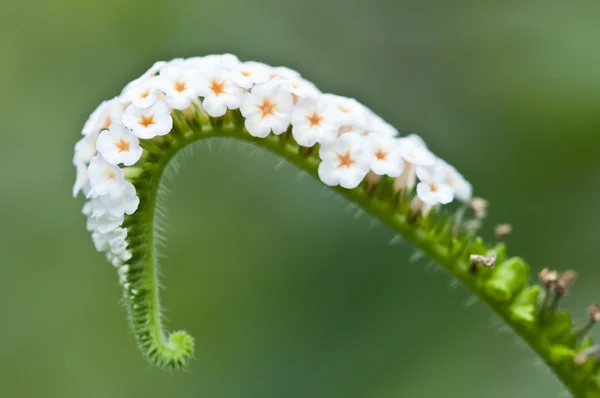 Маленькие белые цветы на кривом стебле — стоковое фото