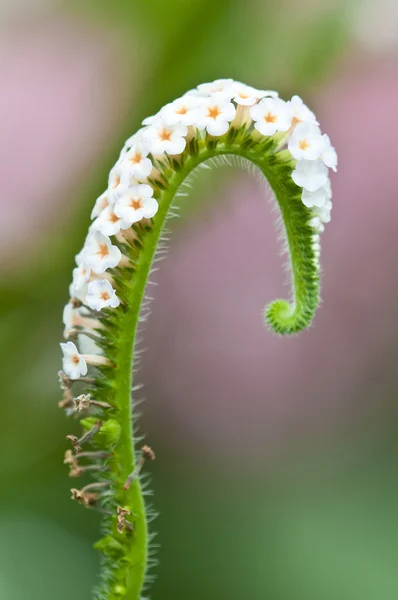 Маленькие белые цветы на кривом стебле — стоковое фото