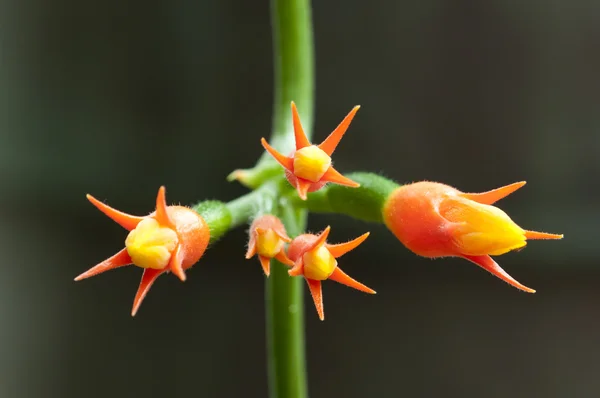 들어온다 식물의 열 대 오렌지 꽃 — 스톡 사진
