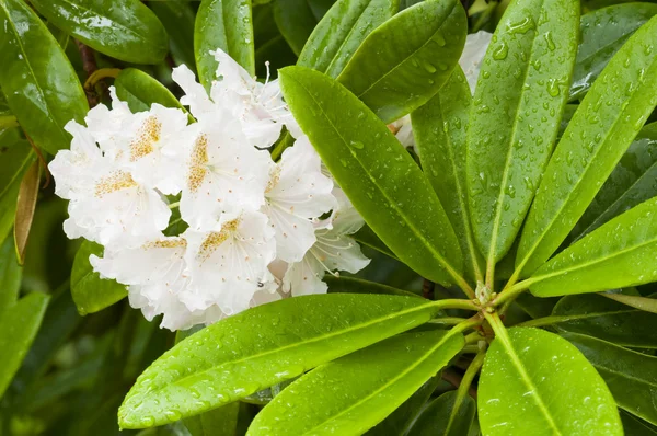 Azalée fleurs ornementales blanches et feuilles vertes sous la pluie — Photo