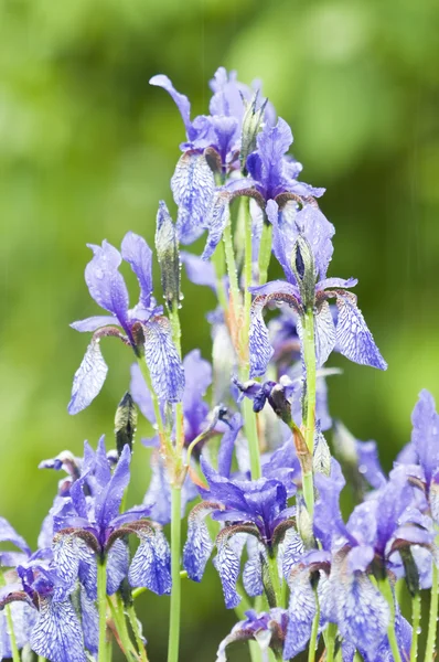 Íris, flores azuis sob a chuva — Fotografia de Stock